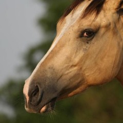 Waka Flocka Flame - Hard In Da Paint (MiNOGUA Horsed Up Remix)