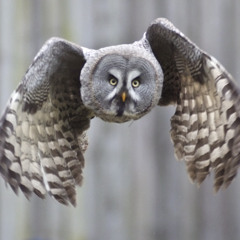 Lapland Owl breeding in Uppland also this year!