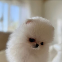 ポメラニアン 子犬が人気の理由と失敗しない選び方ガイド