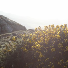 Cover of "Hallelujah" by Paramore