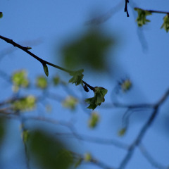 Mean Flow & Marco Lucchi - 1985 - Toccata