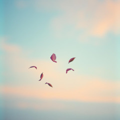Falling Petals