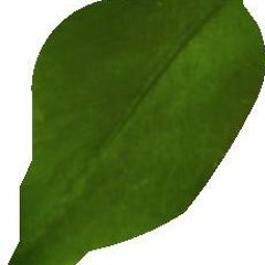 Plants Ver3
