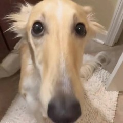 Lemme Do it For you V2