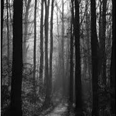 La forêt acidulée