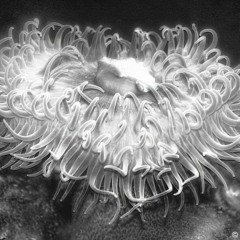 Steak and Eggs (feat. Jimmy MtChill)