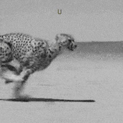 twenty one pilots-Pet Cheetah Remix INSTRUMENTAL
