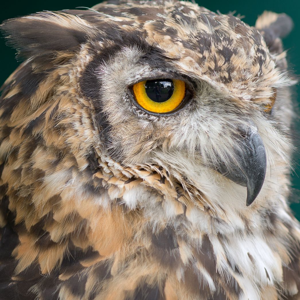 DJ Majokko Mirakurun – Mafain