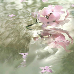 lotus @nine @royce @zeno
