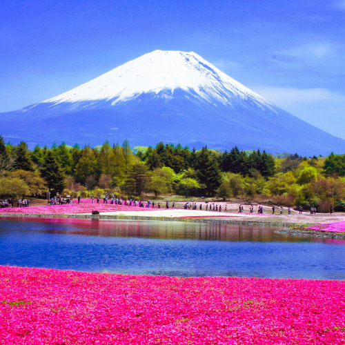 Cherry Blossoms & Mt. Fuji_ 2025 Guide (online-audio-converter.com)