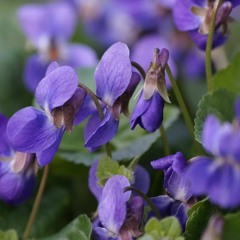 Violets