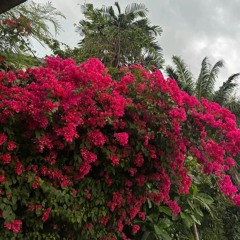 Indah Delvia - Samantang Badaun Rimbun.mp3