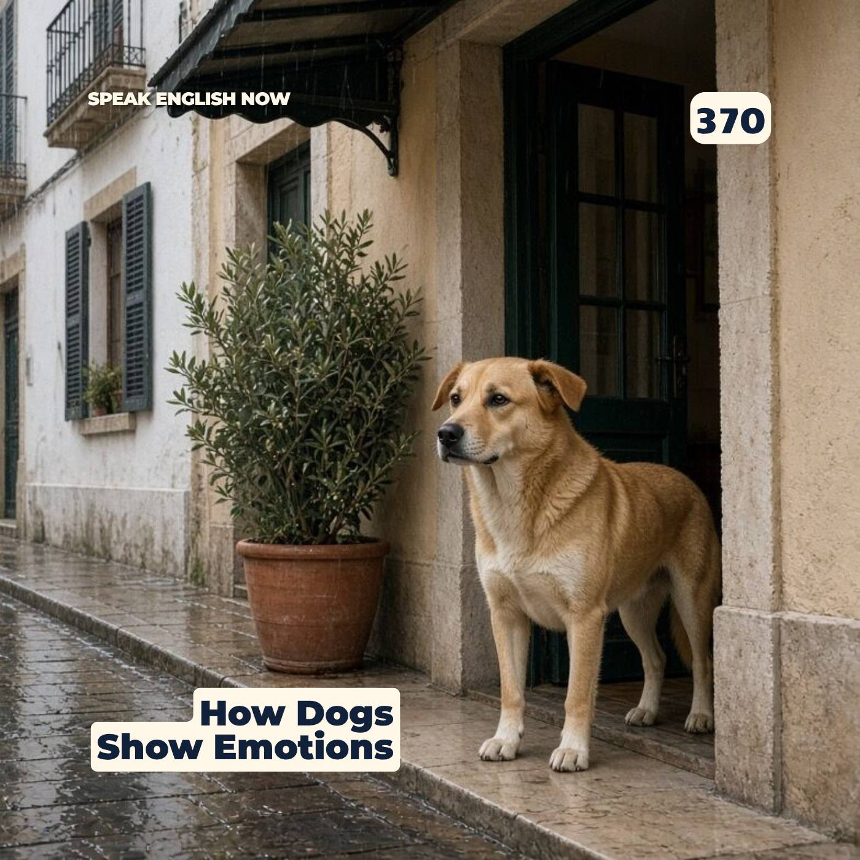 #370 How Dogs Communicate Emotions Without Words episode artwork