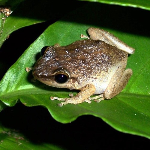 Stream Coqui Frogs Hawaii 2023 by rdponto Listen online for free on