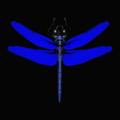 Rip - Dragonfly Cobalt