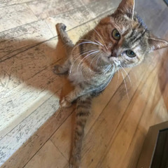 marc - bazmeg [remix (verygoofyxdd)]