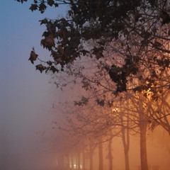 SECRETS   OF  TREES