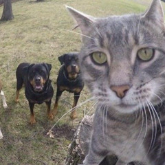 DISCO LINES & TINASHE - NO BROKE BOYS ( MARLEY & ARIANA MIAMI BASS EDIT )