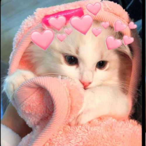 The Donuts and Tea of Midnight