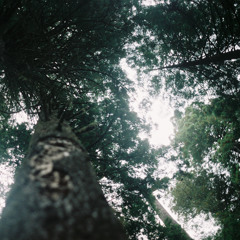 always dreamin' ft K+Lab (day twenty three)