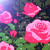 Artwork for roses in france