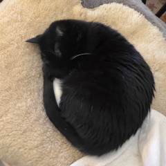 iv february 2026 samples