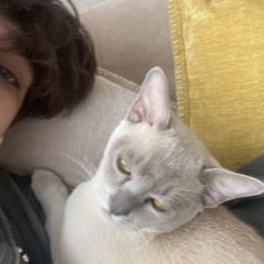 insightblade - zxzmode