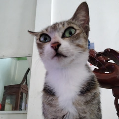 THẤT TÌNH VOL 5