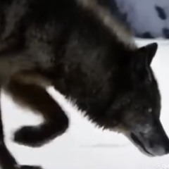 goatis x bran new love song