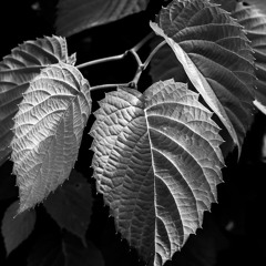 𝚂𝚊𝚔𝚘𝚊𝚗𝚎𝚒𝚎 𝚋𝚢 𝚈𝚘𝚊𝚗𝚊 & 𝙿𝚘𝚗𝚜