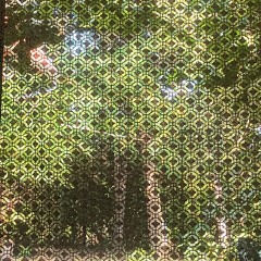 swampy area.wav