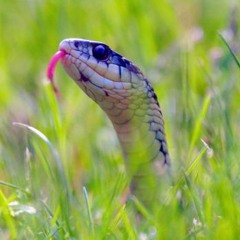 Snakes