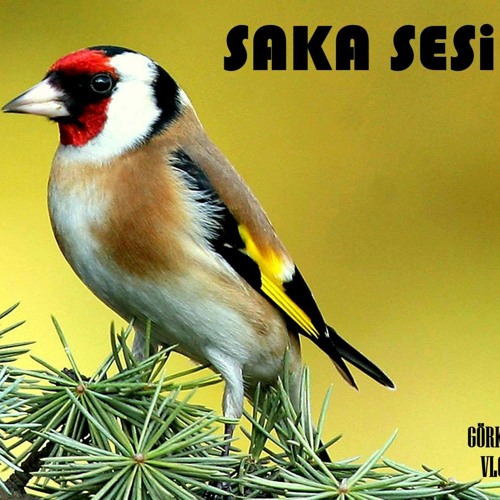 Stream SAKA SESi / BiRD SOUND / Goldfinch by GORKEMVLOG | Listen online for  free on SoundCloud