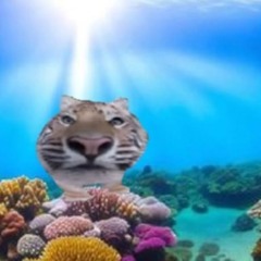 plug gave me IL MARE