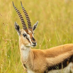 Thomsons Gazelle