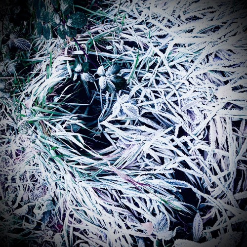 serxu - forest (prod. noaa)