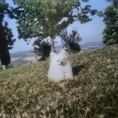 Lemons Left At Night