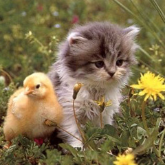 Una ultima vez ft Nokya