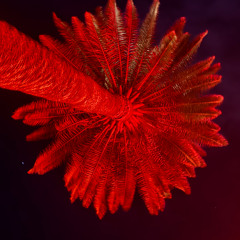 120 battements par minute