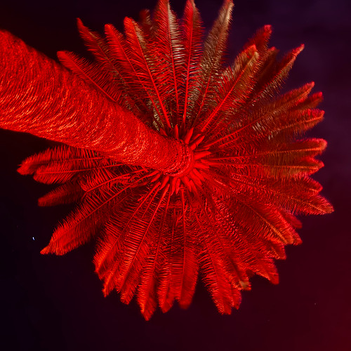 120 battements par minute