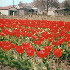 tulip farm w/ nobuddy