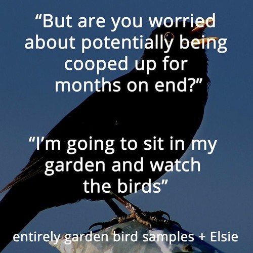 I'm Going To Sit in My Garden and Watch The Birds - entirely bird samples + Elsie