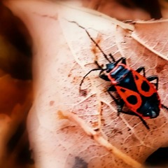 Не залишай (Cover на пісню siidechaiin)