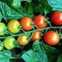 Cliping Tomatoes