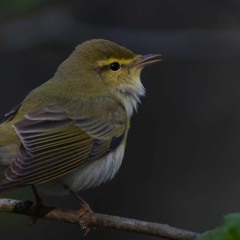 Begging calls from fledged young