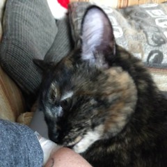 Short Skirt Long Jacket