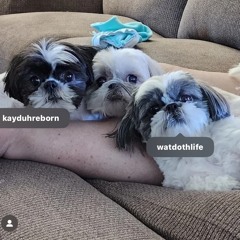 pack full of shitzu freestyle (prod me)