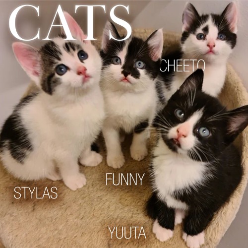 cats w/ funny, stylas & yuuta