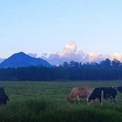 Las Vacas