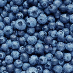 Blueberry Blues (Sketch)